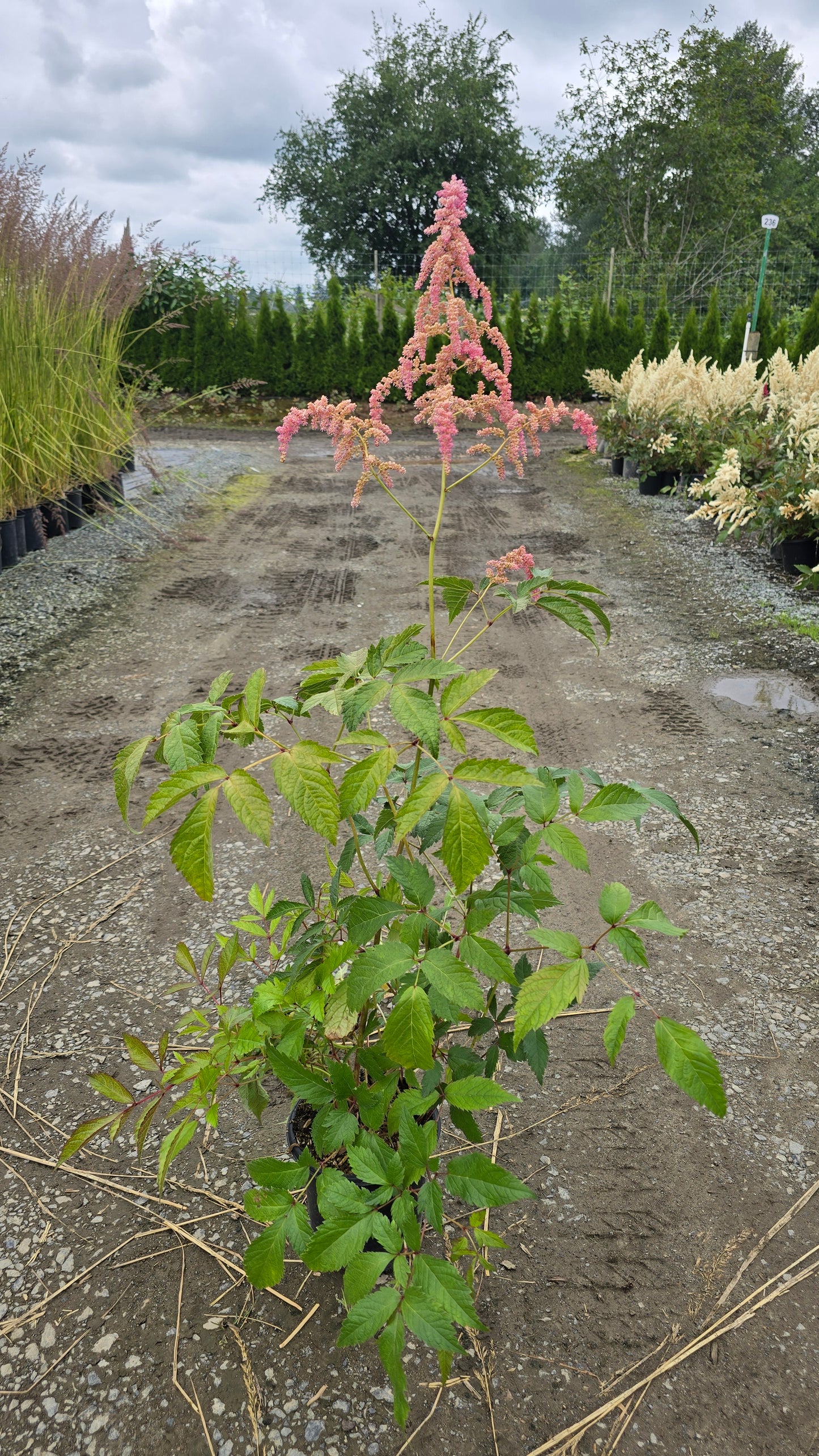 Astilbe hybrid Fireworks Pink