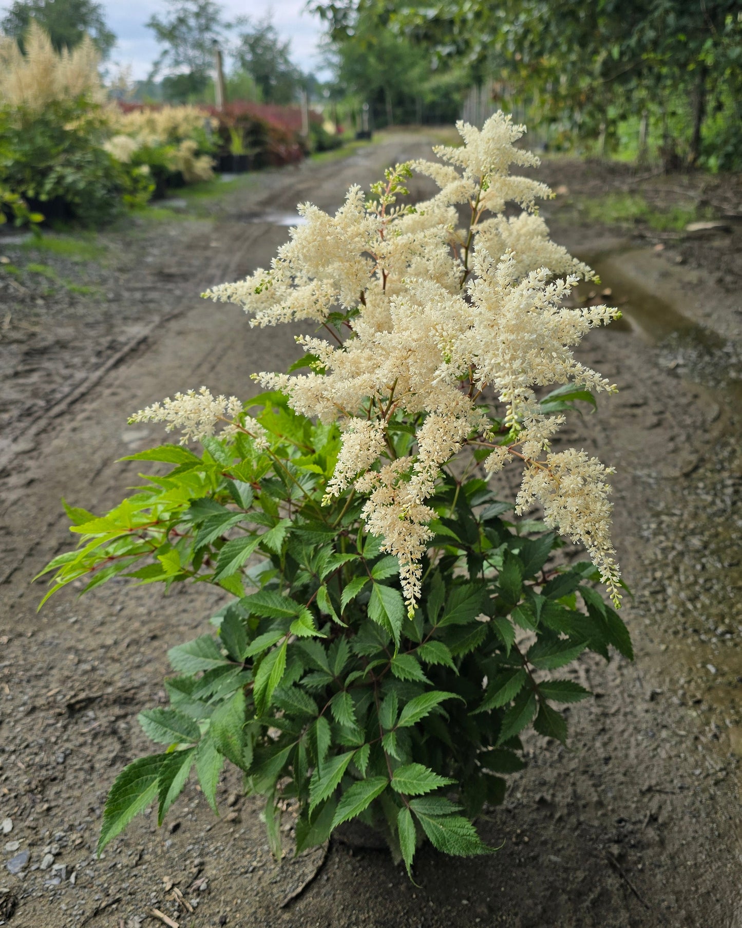 Astilbe hybrid Fireworks White