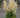 Happy Spirit Astilbe