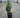 Dee Runk Boxwood