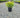 Green Gem Boxwood