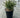 Buxus hybrid 'Green Gem' - Green Gem Boxwood