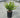 Winter Gem Boxwood