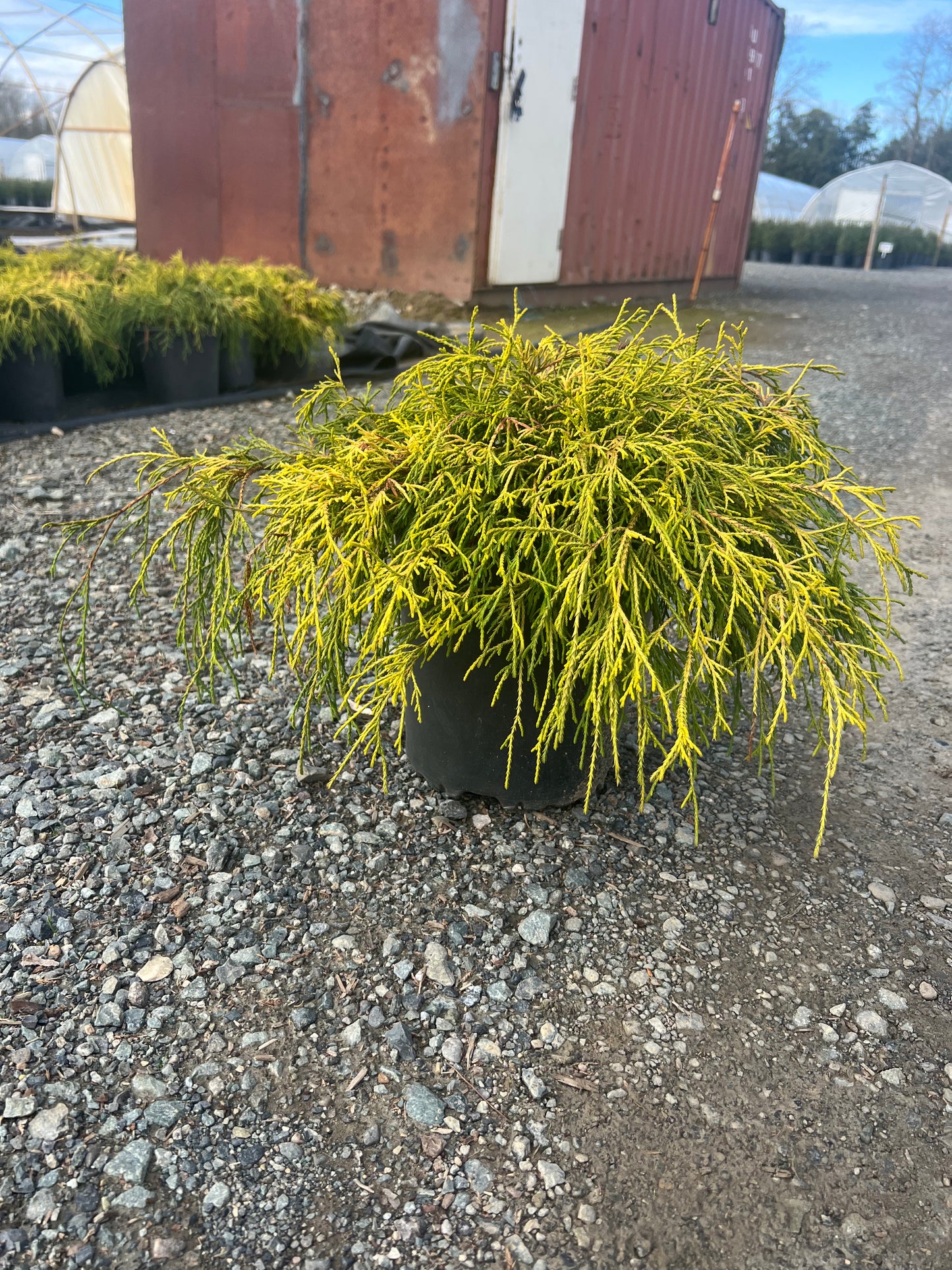 Chamaecyparis pisifera 'Sungold'