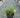 Moonbeam Coreopsis
