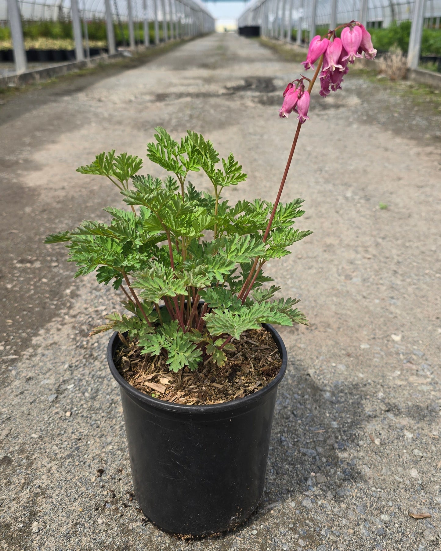 Dicentra formosa 'Luxuriant'