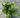 Jurassic Gold Wood Fern