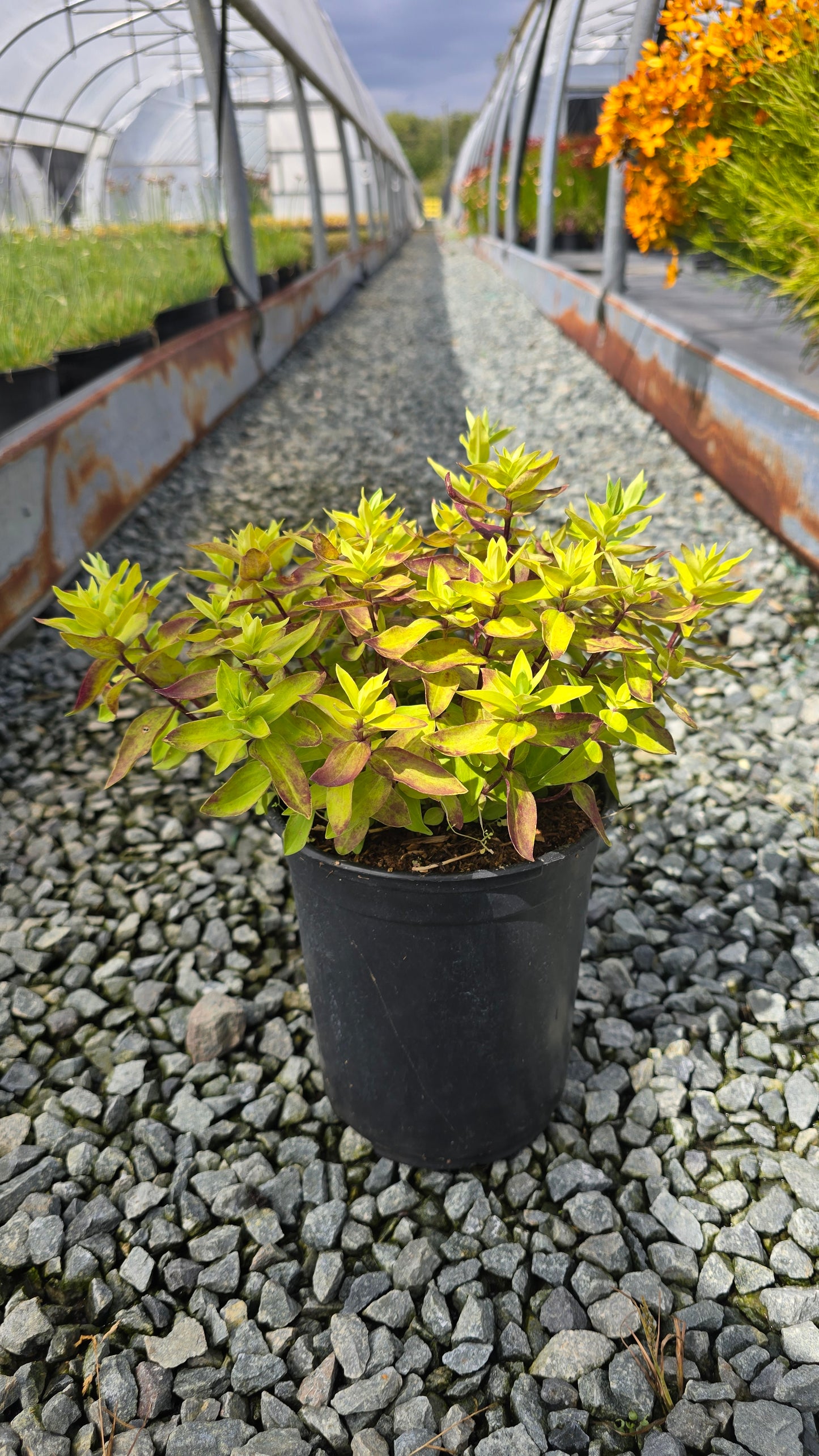 Gentiana hybrid Little Pinkie® Ashiro