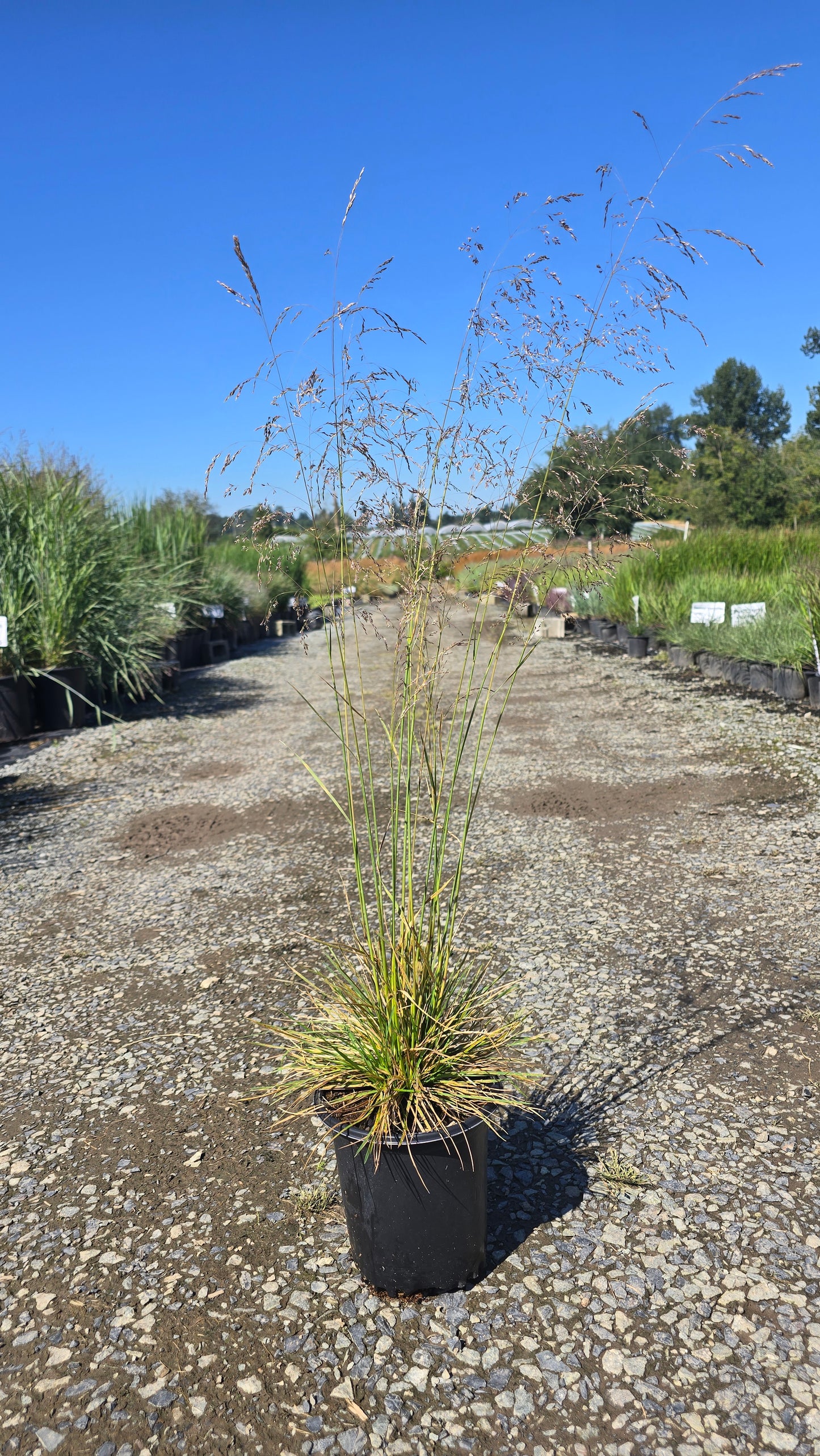 Grass - Deschampsia caespitosa 'Bronzeschleier'