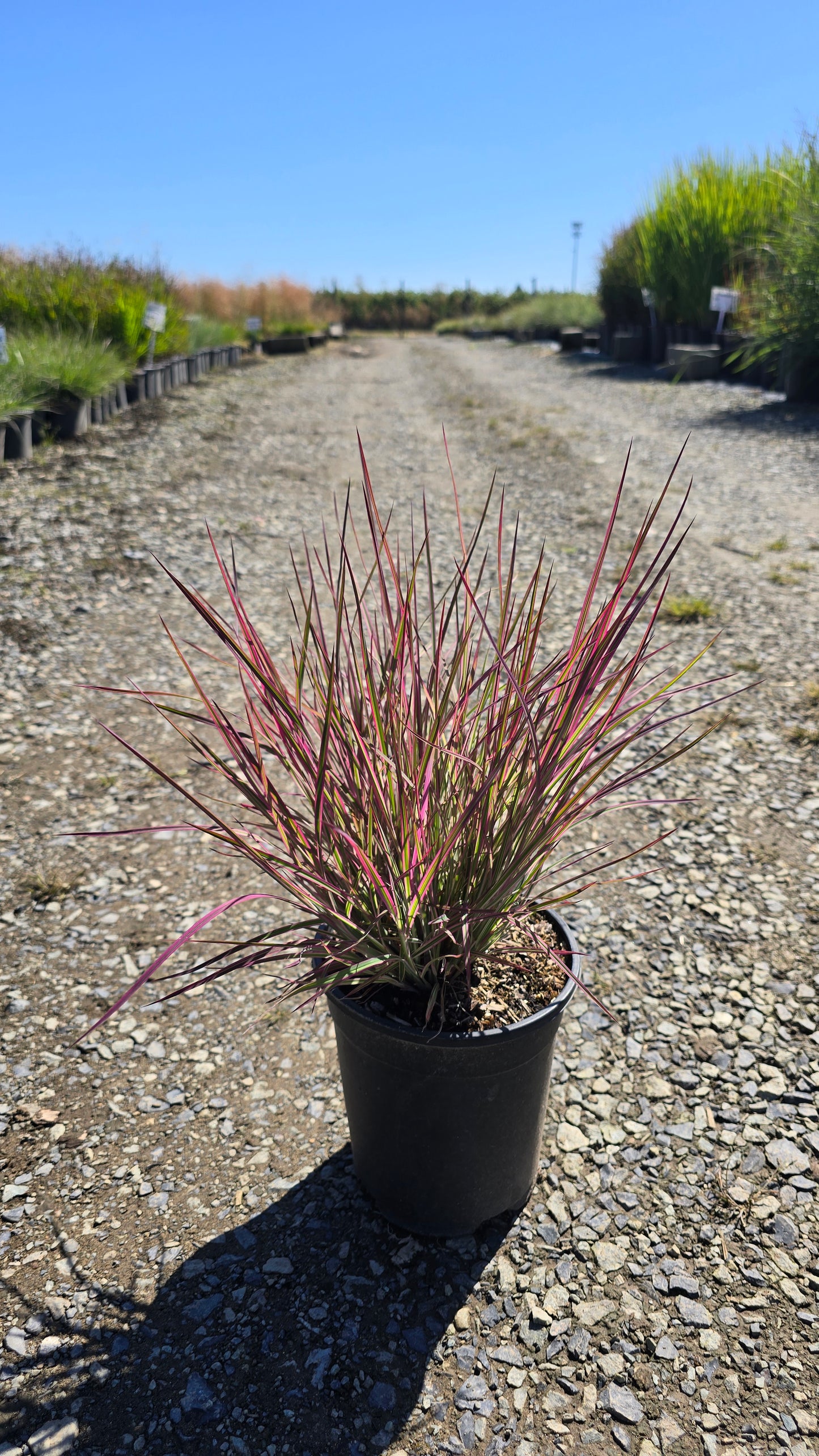 Grass - Schizachyrium scoparium 'Chameleon' PP31339