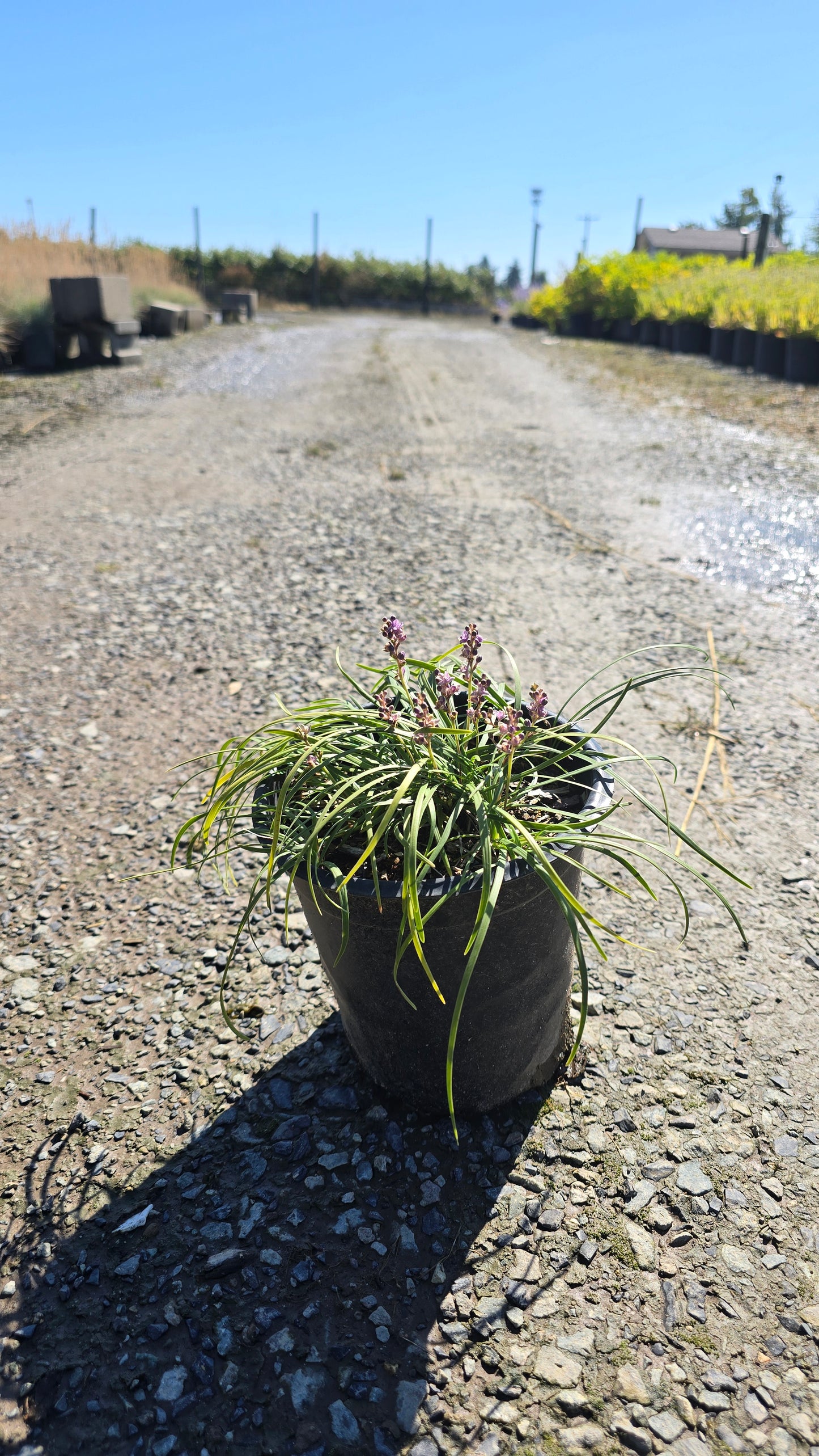 Grass - Liriope muscari NOMO® ('Nonomonnrj') PP27434