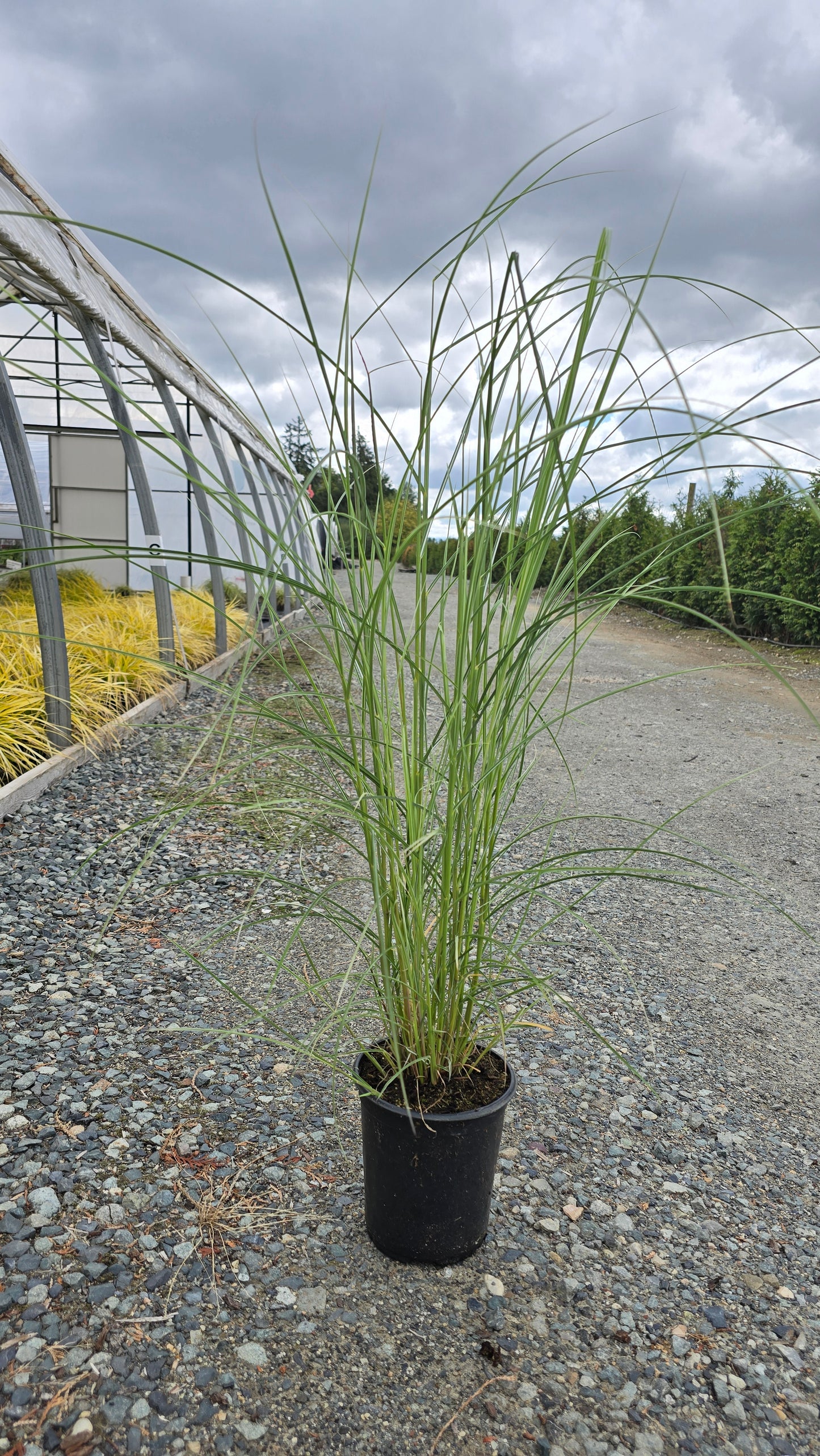 Grass - Miscanthus sinensis 'Silver Cloud'