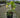 Mon Blanc Hellebore
