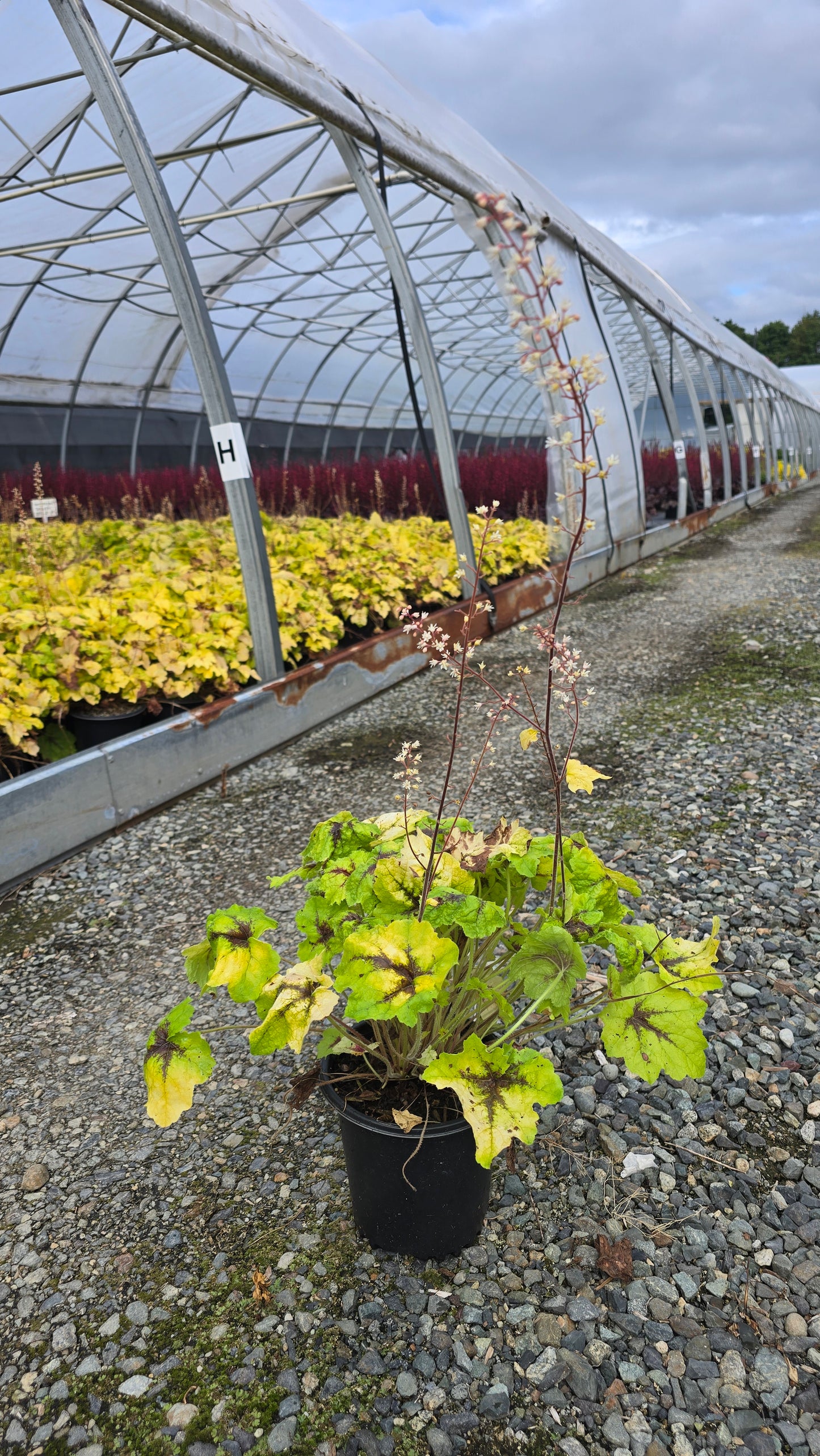 Heucherella hybrid 'Catching Fire' PPAF