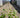 Bold Edger Hosta