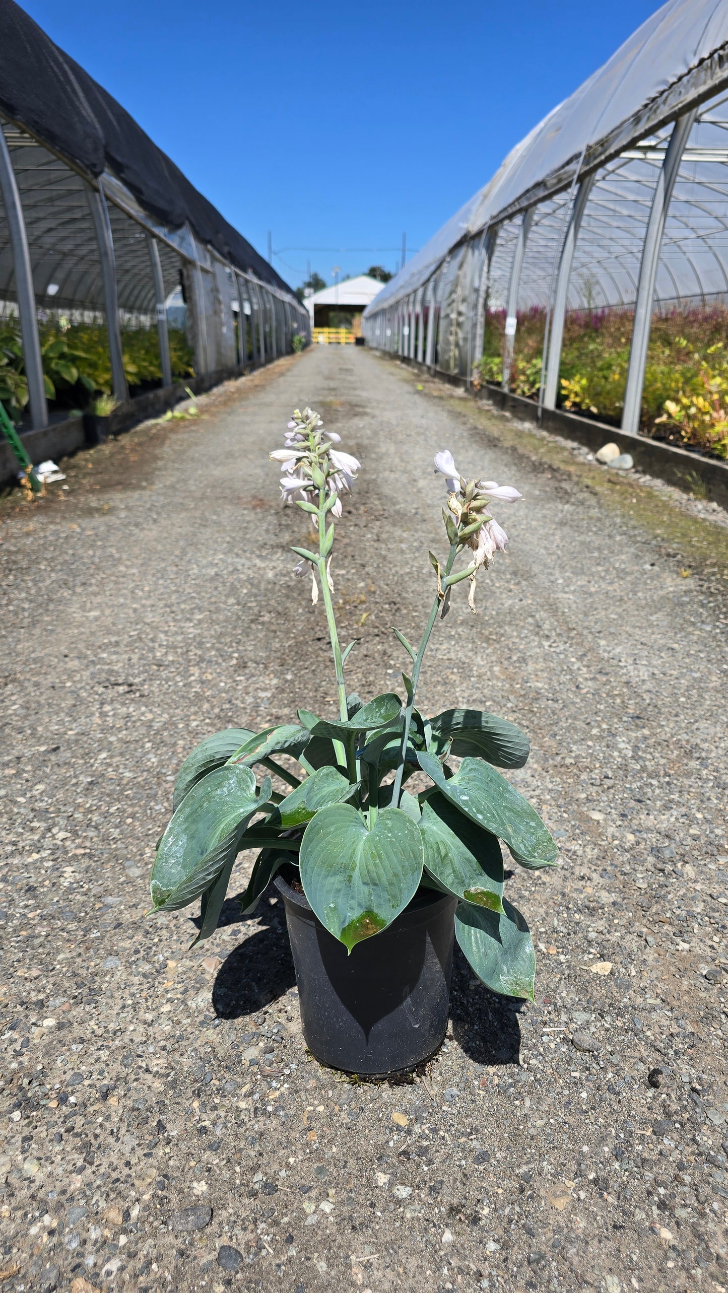 Hosta hybrid 'Hadspen Blue'