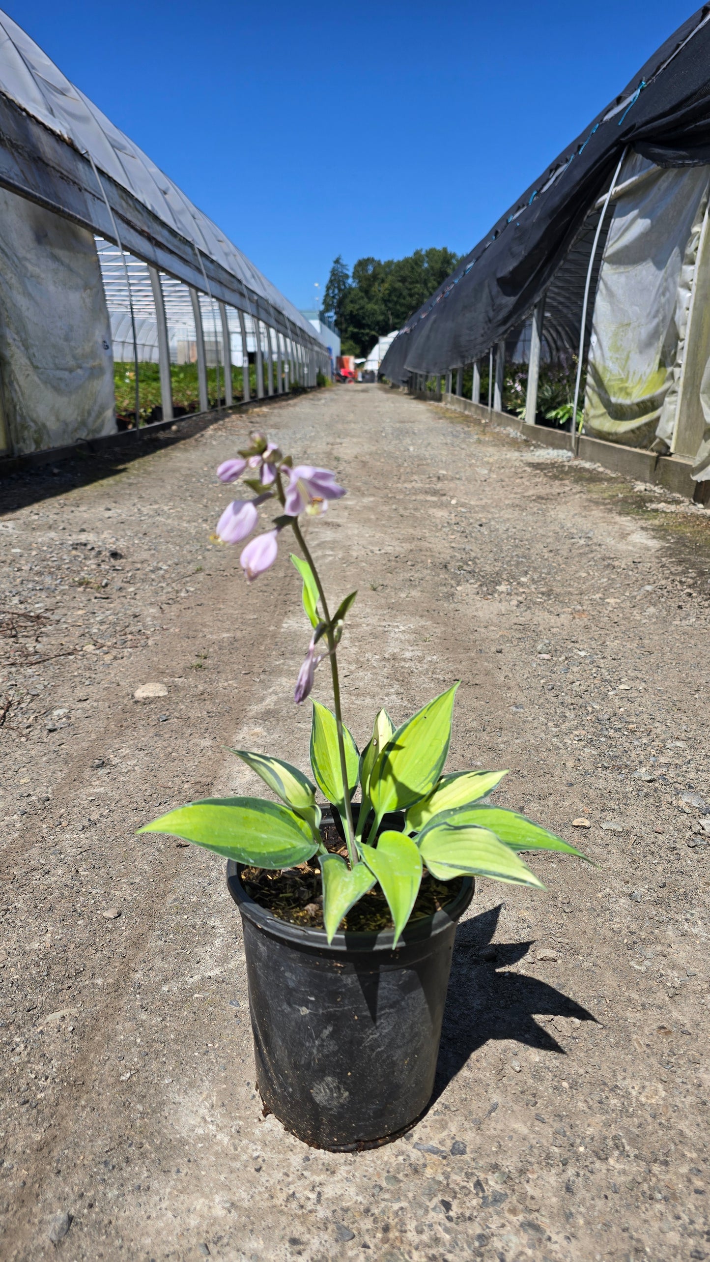 Hosta hybrid 'June'
