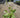 So Sweet Hosta