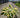 Wide Brim Hosta