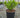LUXUS Japanese Holly