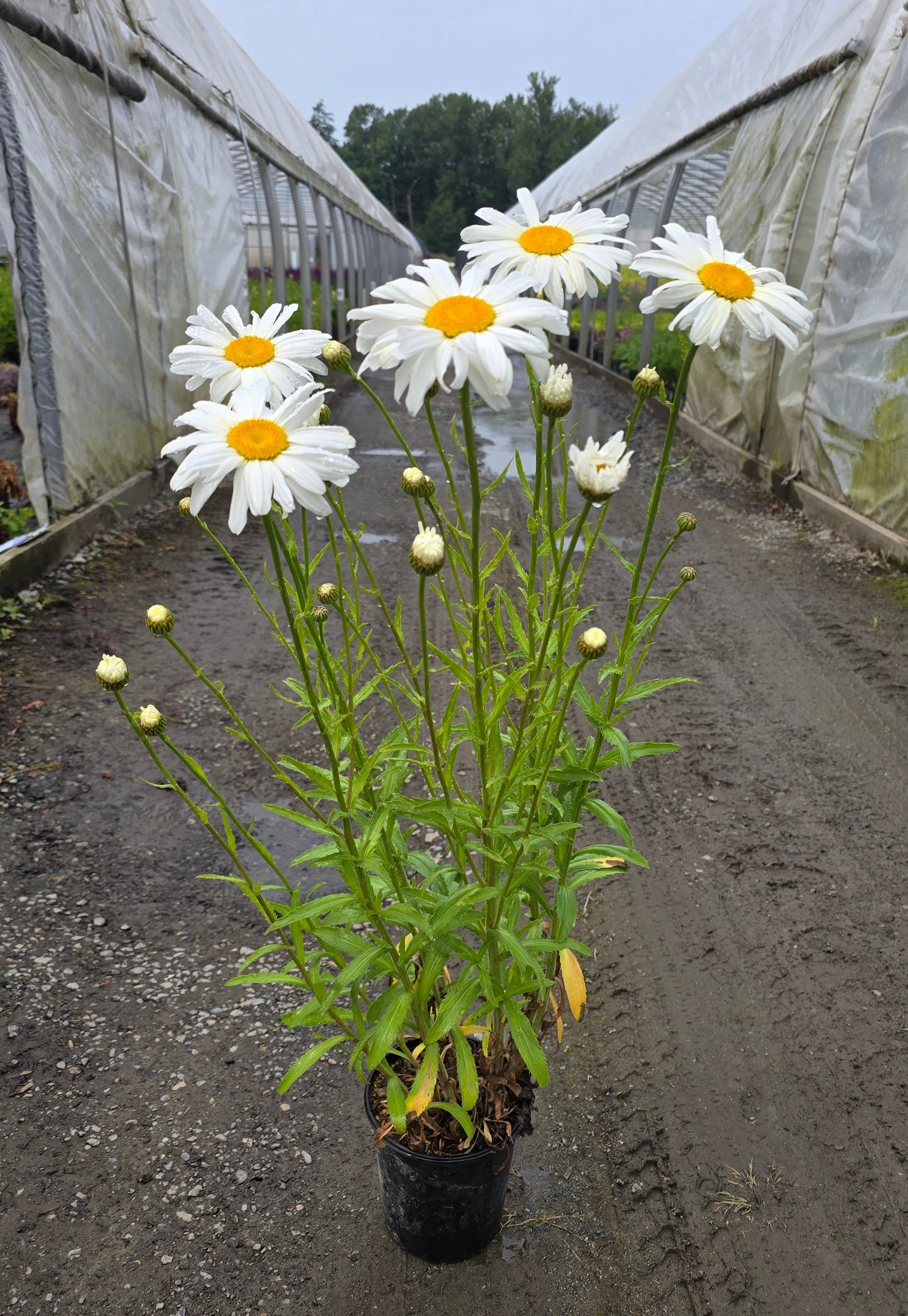 Leucanthemum superbum FlowerPower™