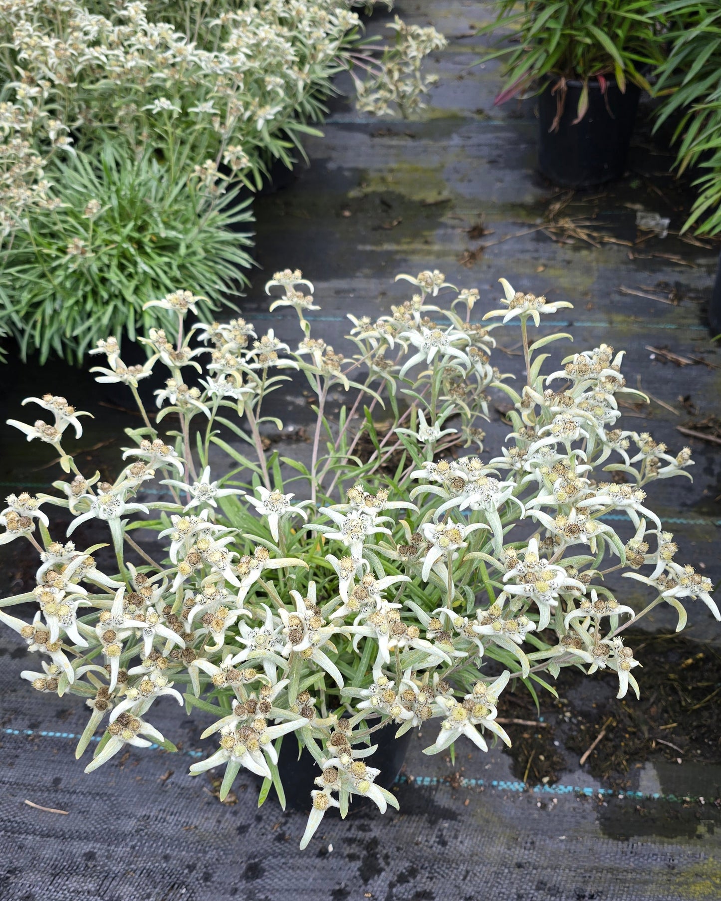 Leontopodium alpinum Blossom of Snow™ ('Berghman')