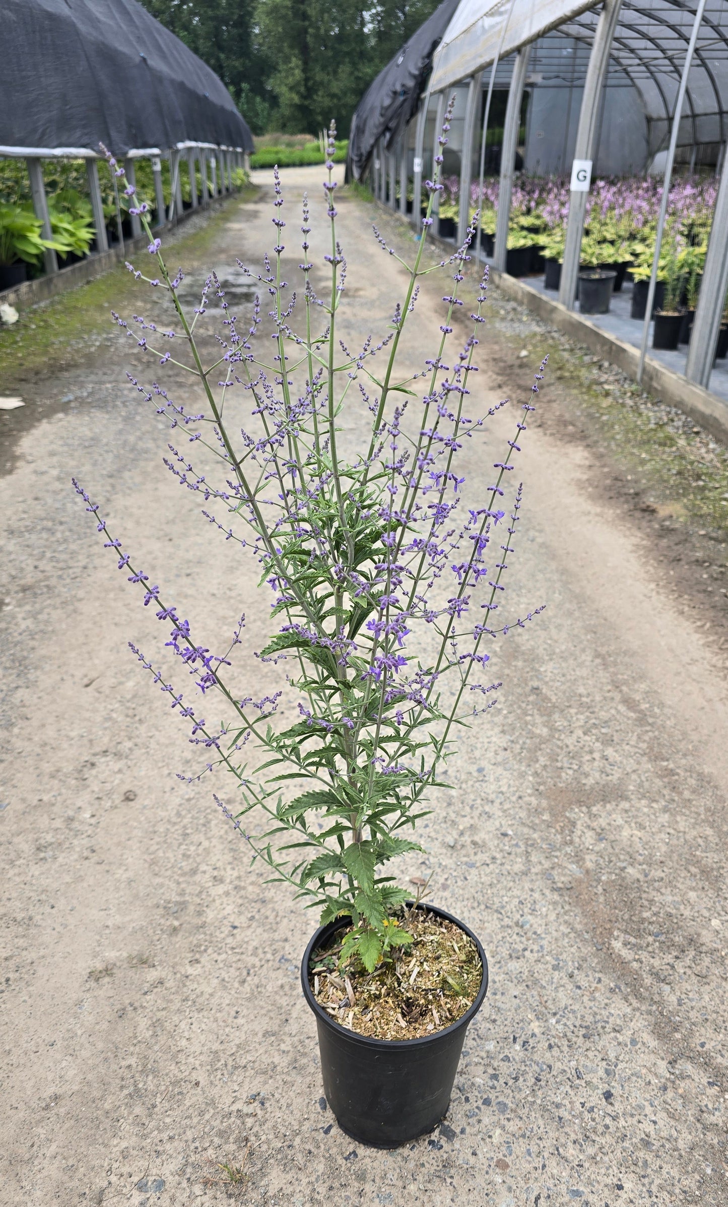 Perovskia atriplicifolia 'Jelena'