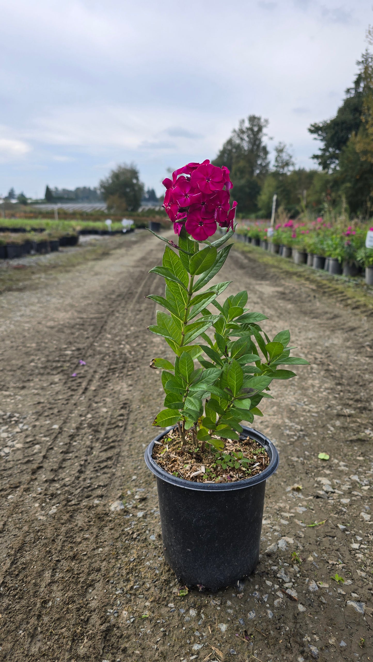 Phlox paniculata Bambini™ Cherry Crush