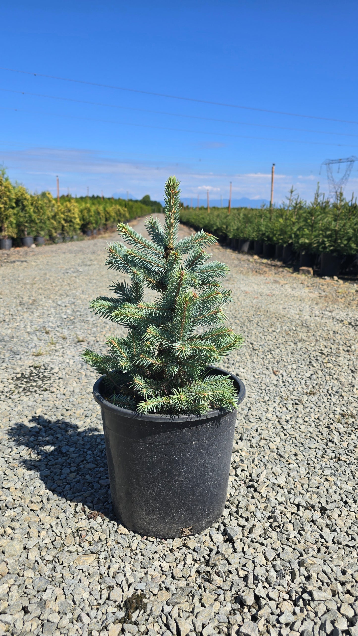Picea pungens 'Baby Blue’