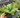 Opal Lungwort