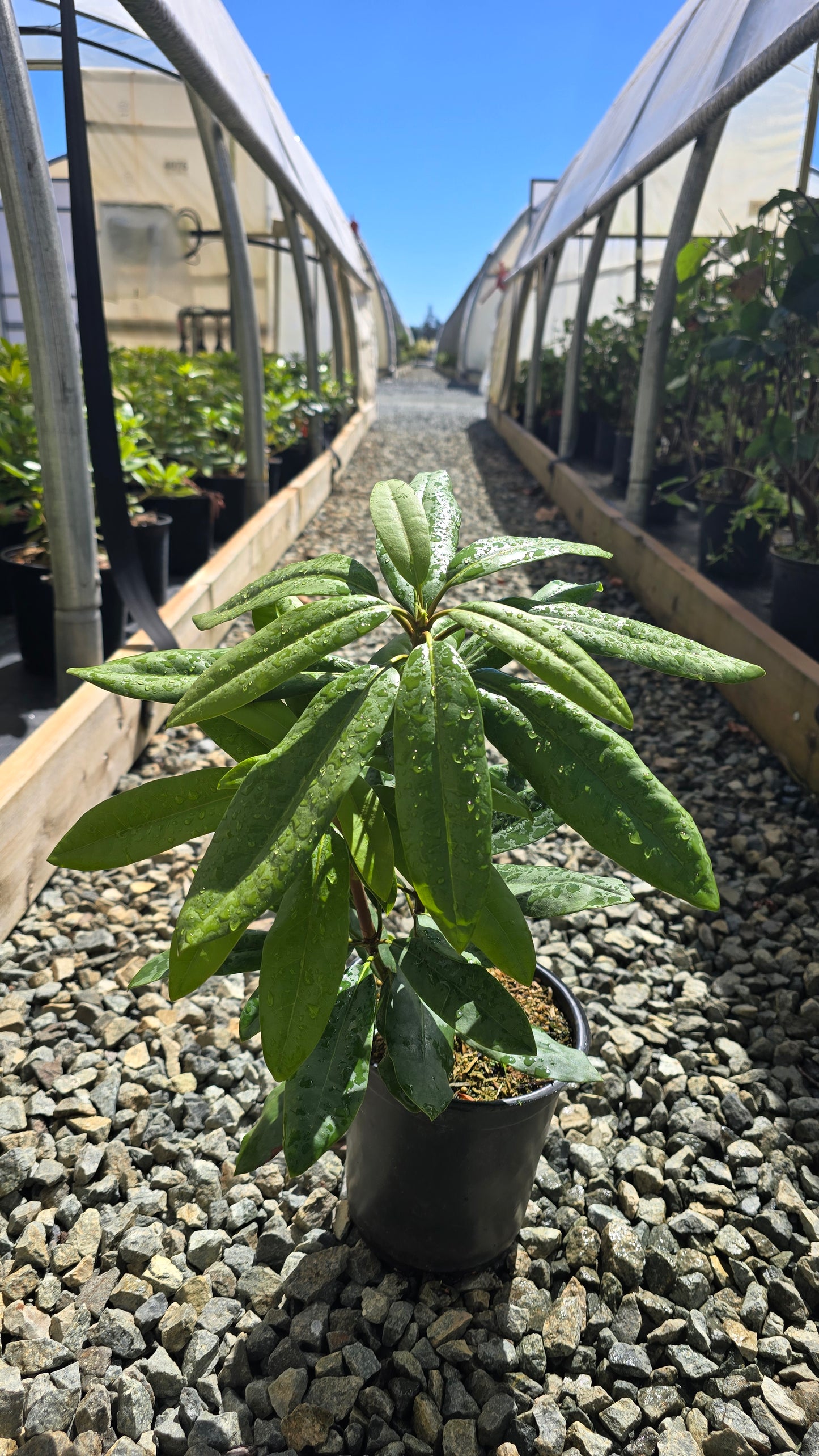 Rhododendron maximum 'Roseum'