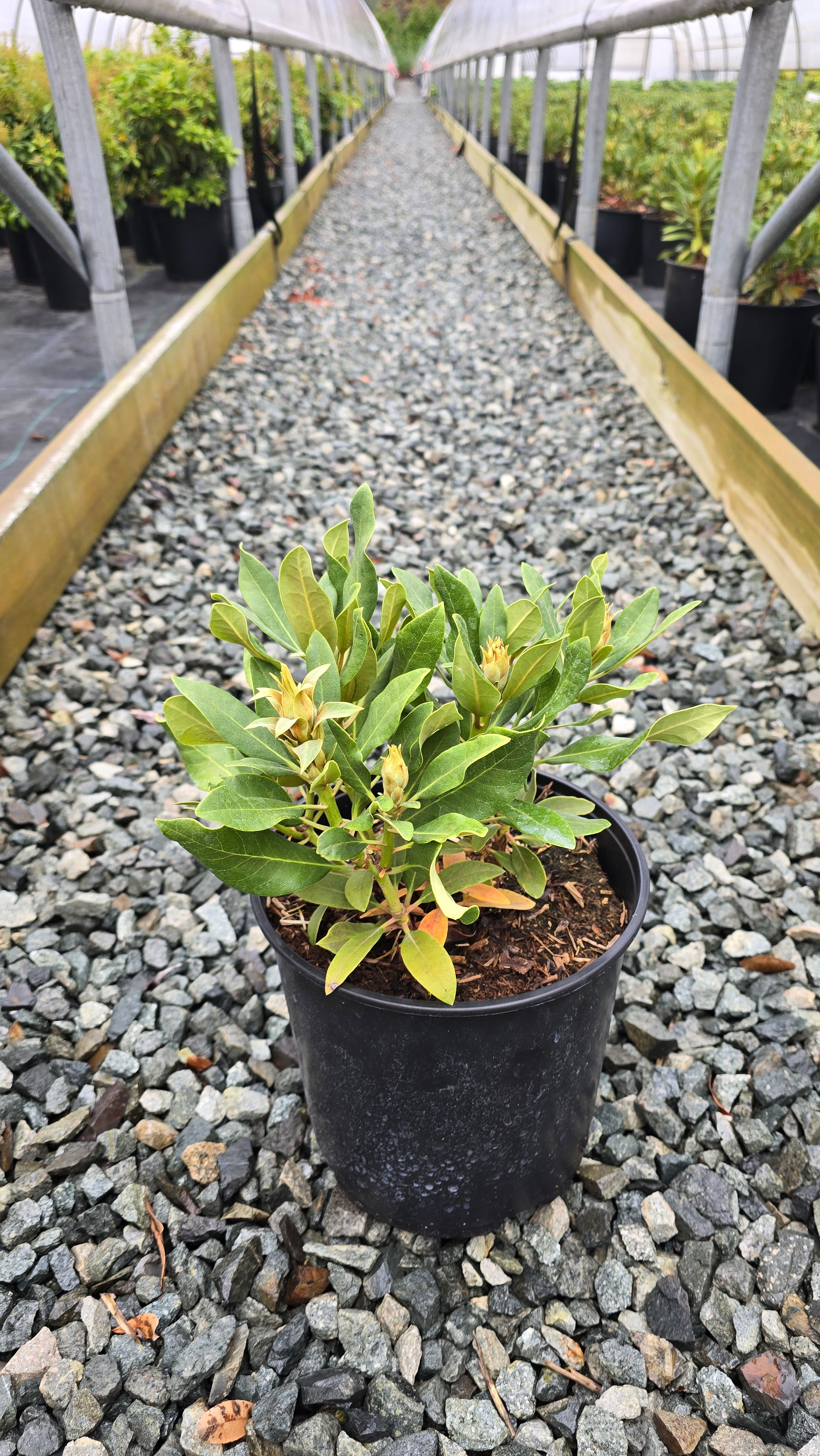Rhododendron hybrid 'Scintillation' – GetPlantsOnline
