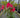 Taurus Rhododendron