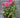 Prairie Joy Rose