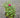 Vigorosa Sweet Rose