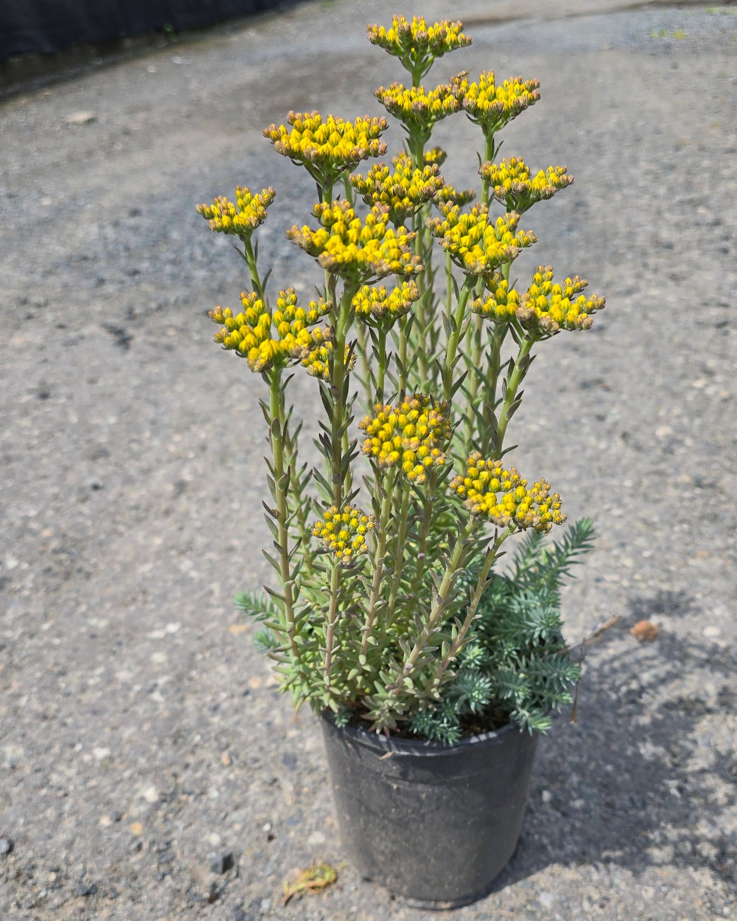 Sedum reflexum Blue Moon™ (`Nonesordr’)