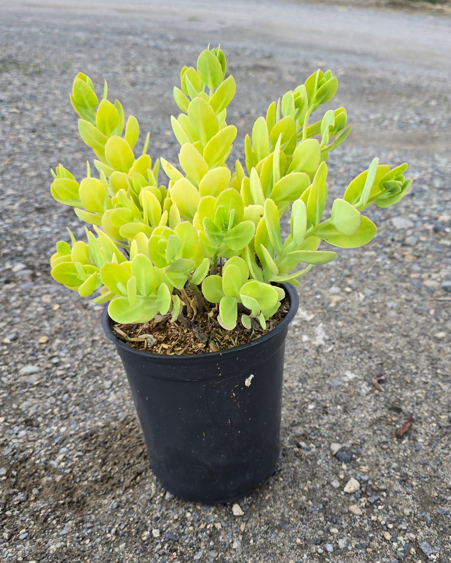 Sedum spectabile Cakewalk® Neon Lights® ('Nonsthgi')