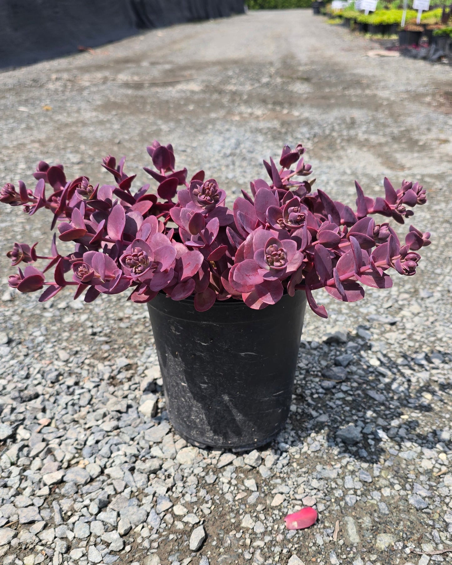 Sedum hybrid Sunsparkler® 'Cherry Tart' PP24603