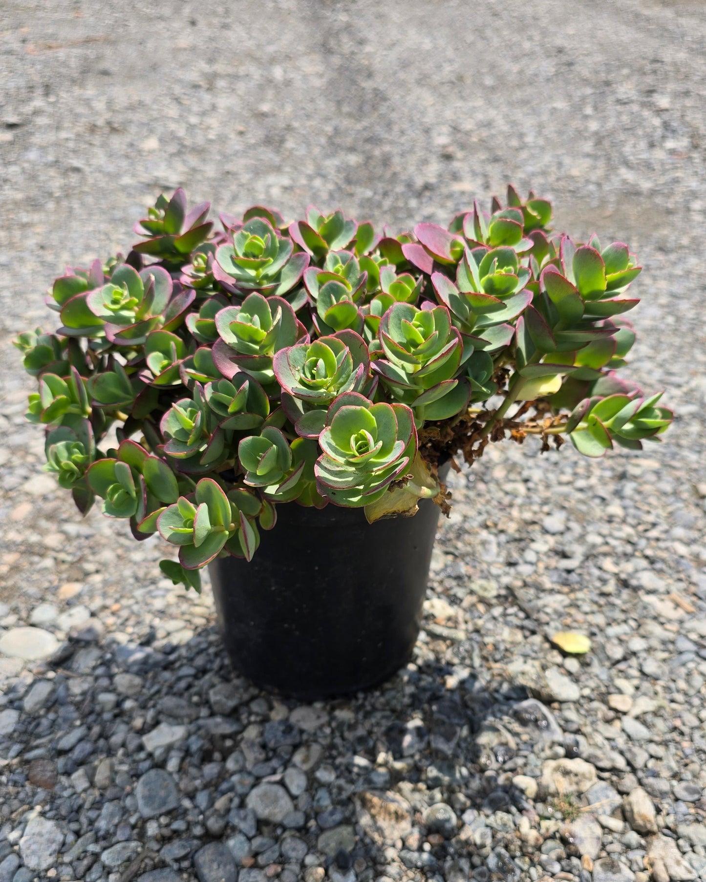 Sedum hybrid Sunsparkler® 'Lime Zinger' PP24632