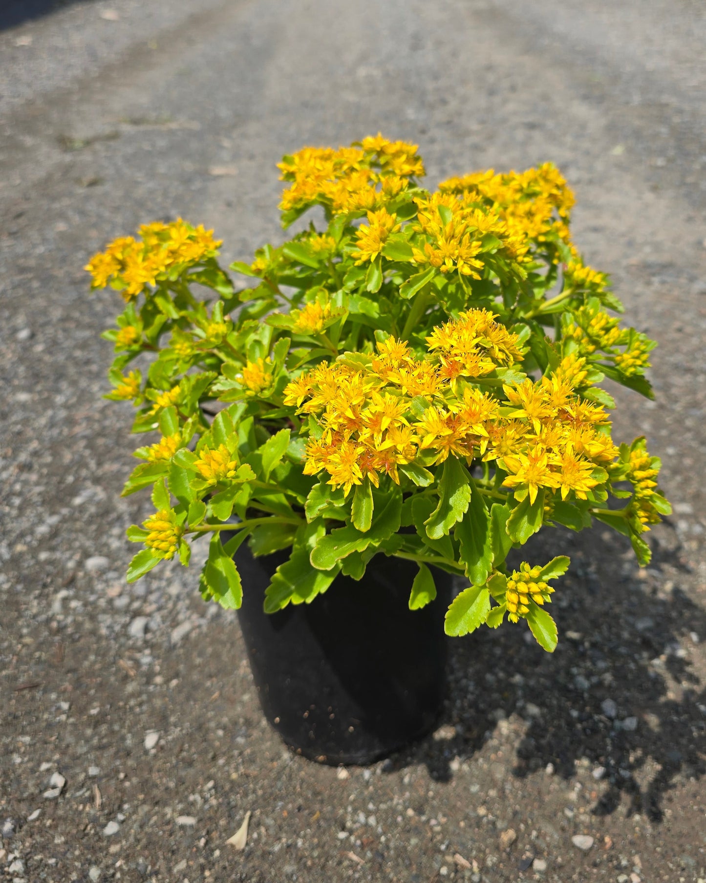 Sedum hybrid 'Little Miss Sunshine'
