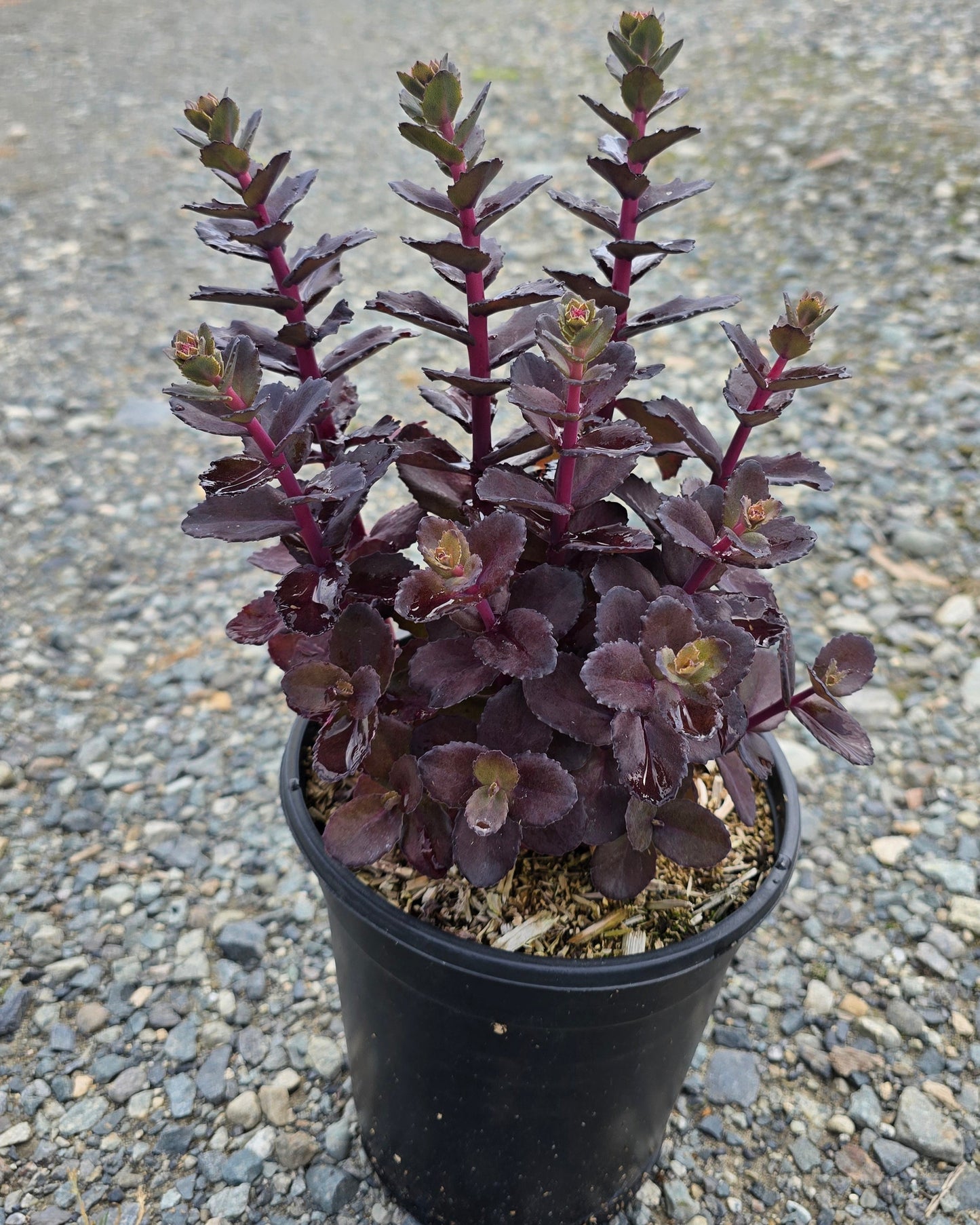 Sedum hybrid 'Night Embers' PP29211