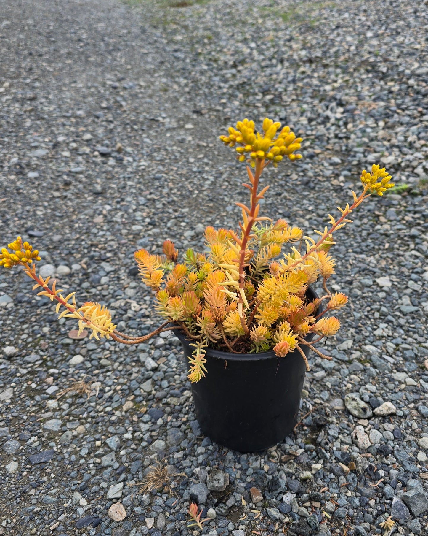 Sedum reflexum Solar Spice® (`Nonar’) PP23392