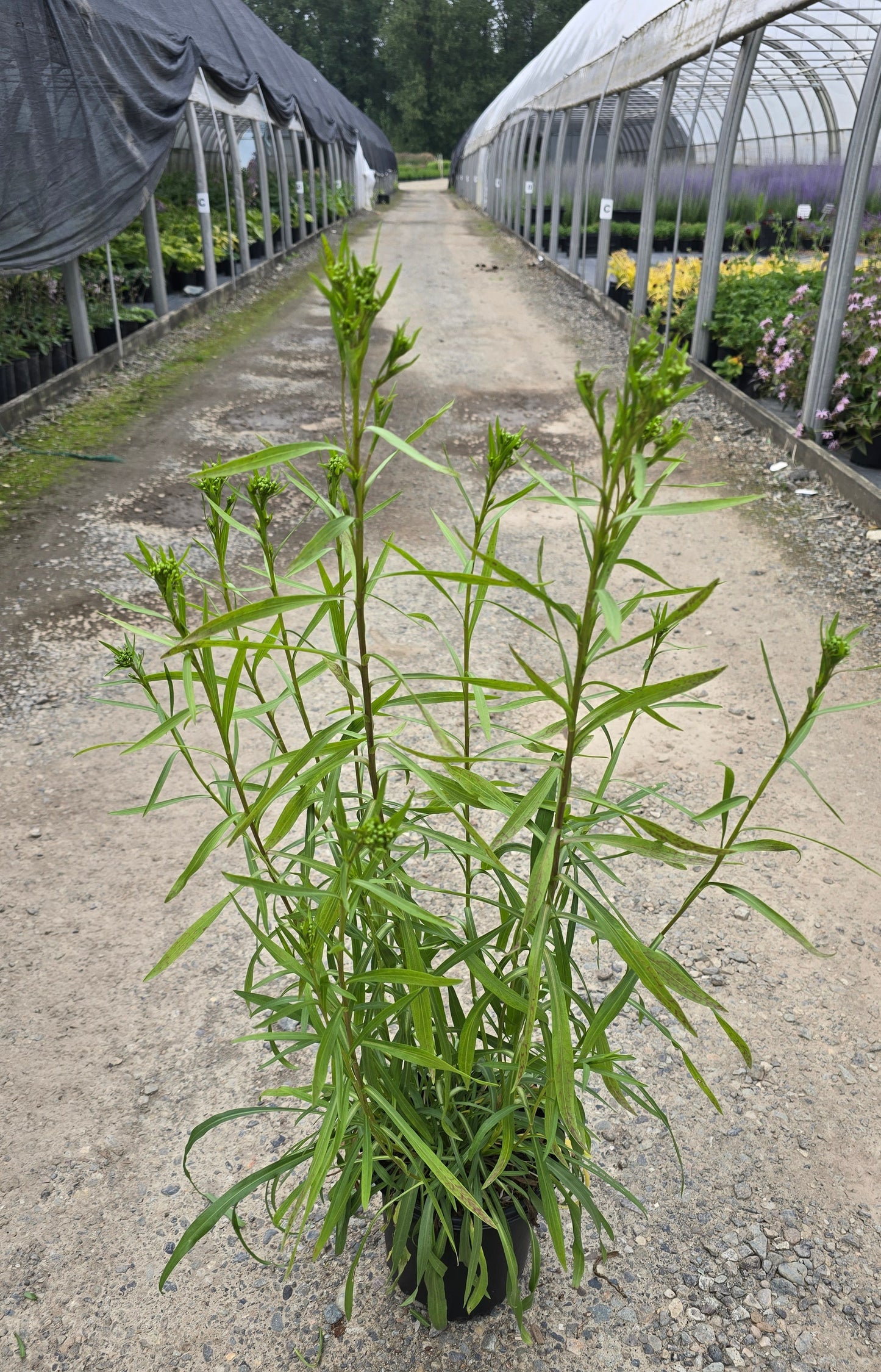 Solidago hybrid 'Sugar Kisses' PP34747