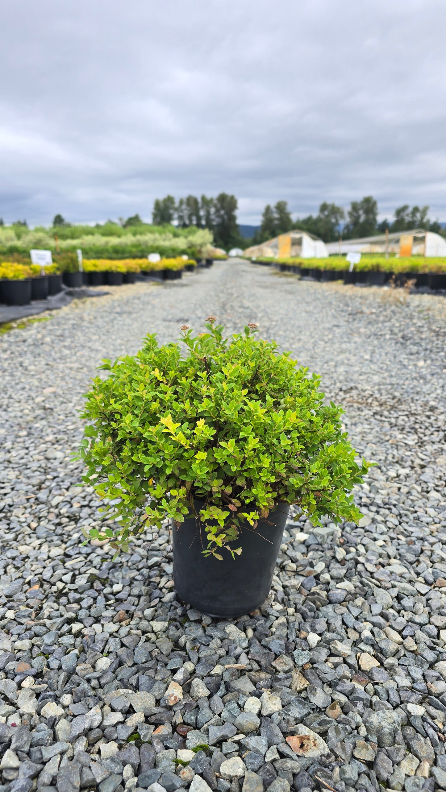 Spiraea japonica 'Little Princess'