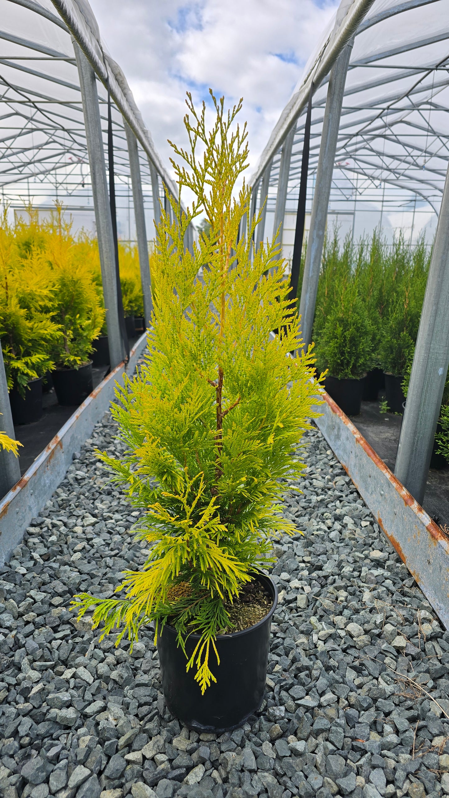 Thuja plicata Forever Goldy ('4ever') PP19267*