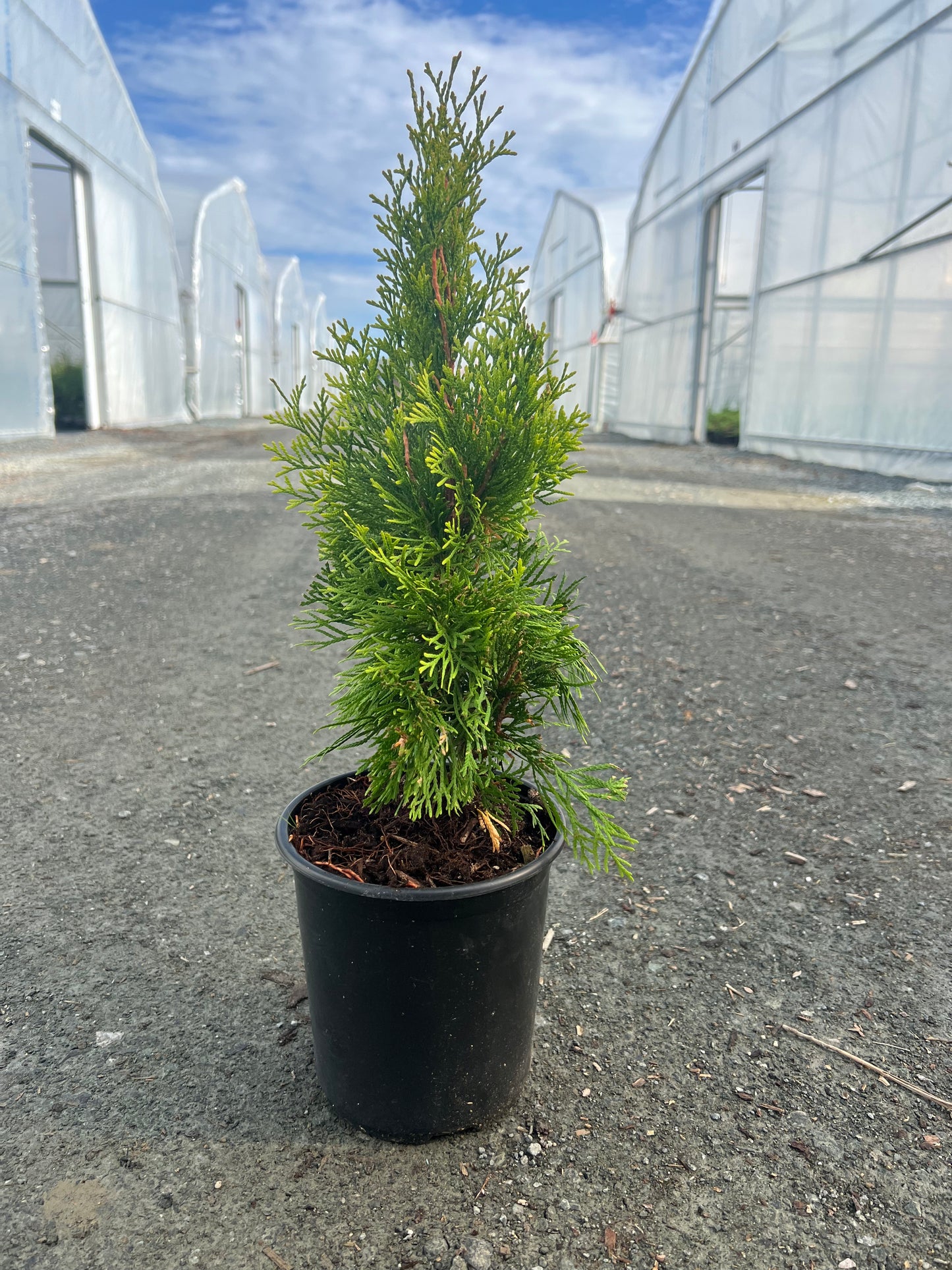 Thuja occidentalis Highlights® 'Janed Gold'
