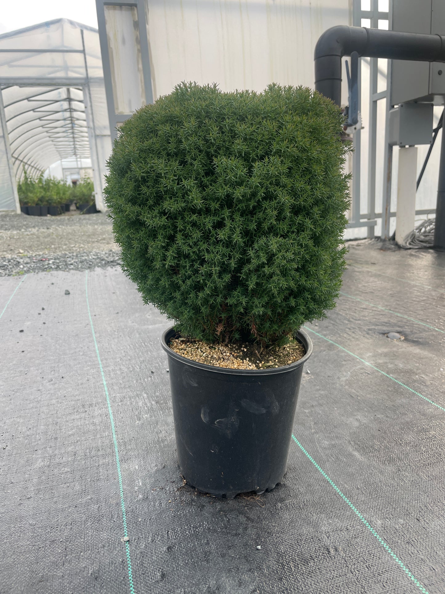 Thuja occidentalis 'Teddy'