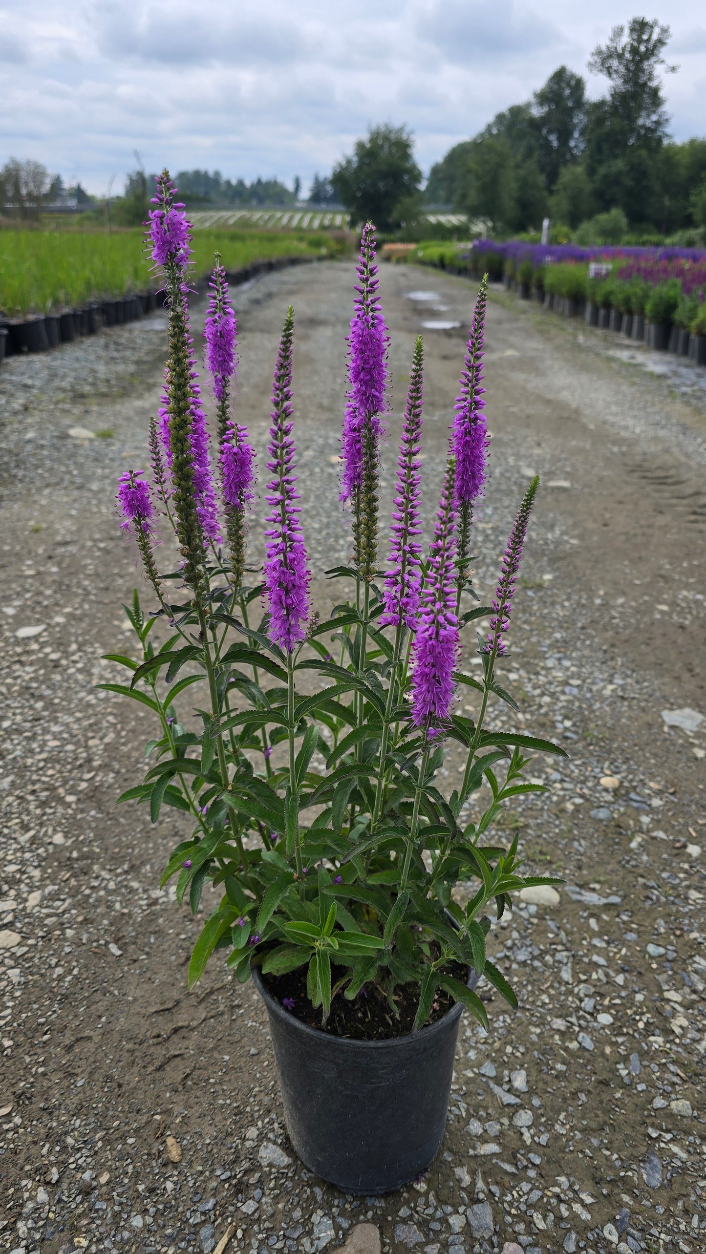 Veronica spicata 'Lavender Lightsaber' PP32359