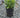 Royal Candles Speedwell