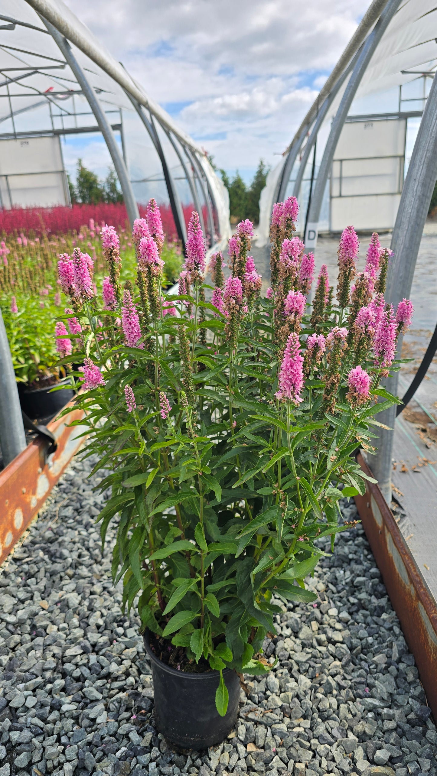 Veronica longifolia Skyward™ Pink ('Balskywink') PP34890